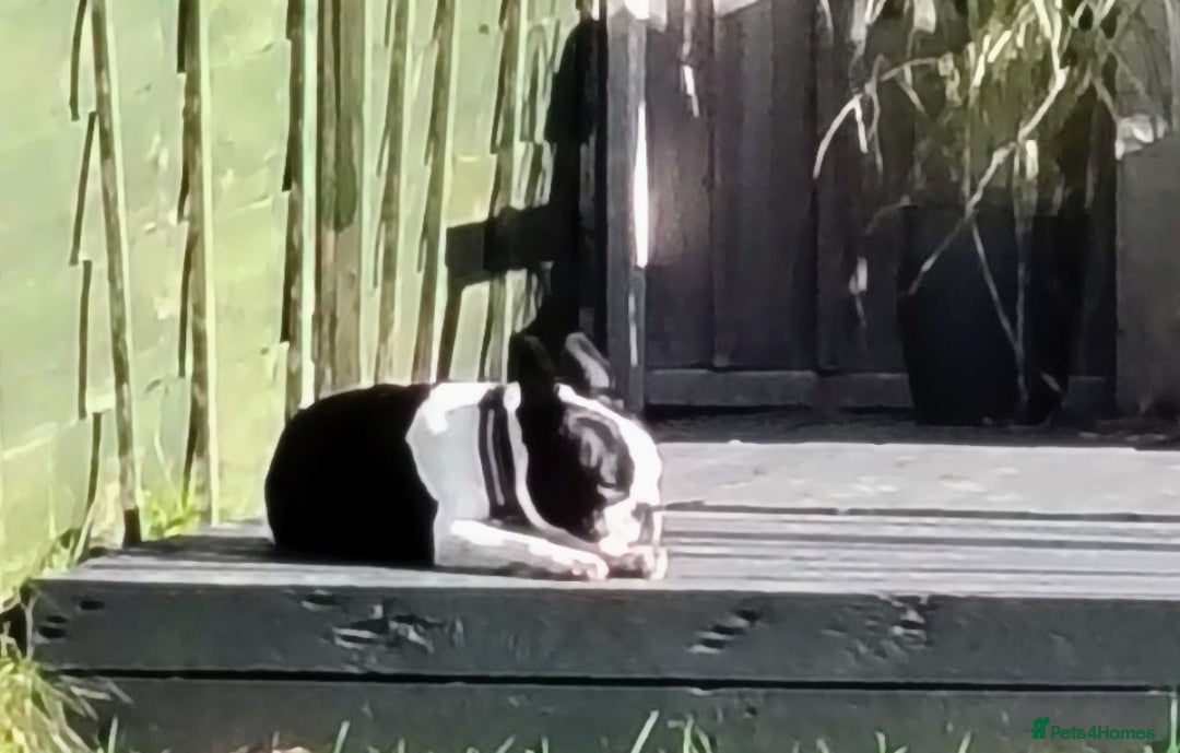 Boston Terrier dogs for sale: Boston Terrier  - Advert 3