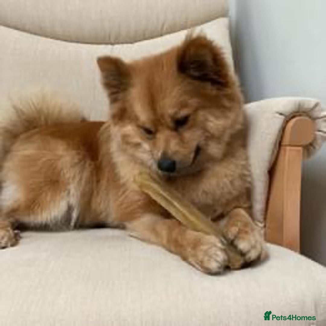 Mixed Breed dogs for sale: Playful 5-Year-Old Pomspitz Looking for a New Home - Image 8