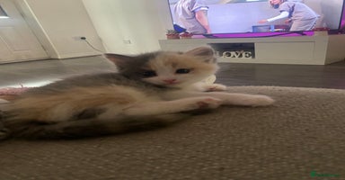 Ragdoll cats - Advert 10