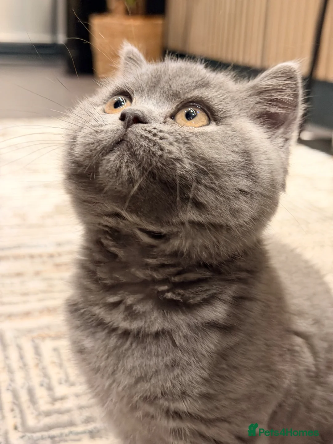 British Shorthair cats for sale: Perfect,Adorable,Playful,British Short Hair Kitten - Advert 2