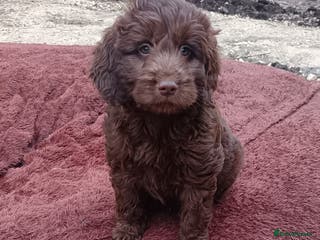 Double Doodle dogs 🌈Ethically Bred, Scientifically Raised 🌈🌈 - Advert 3