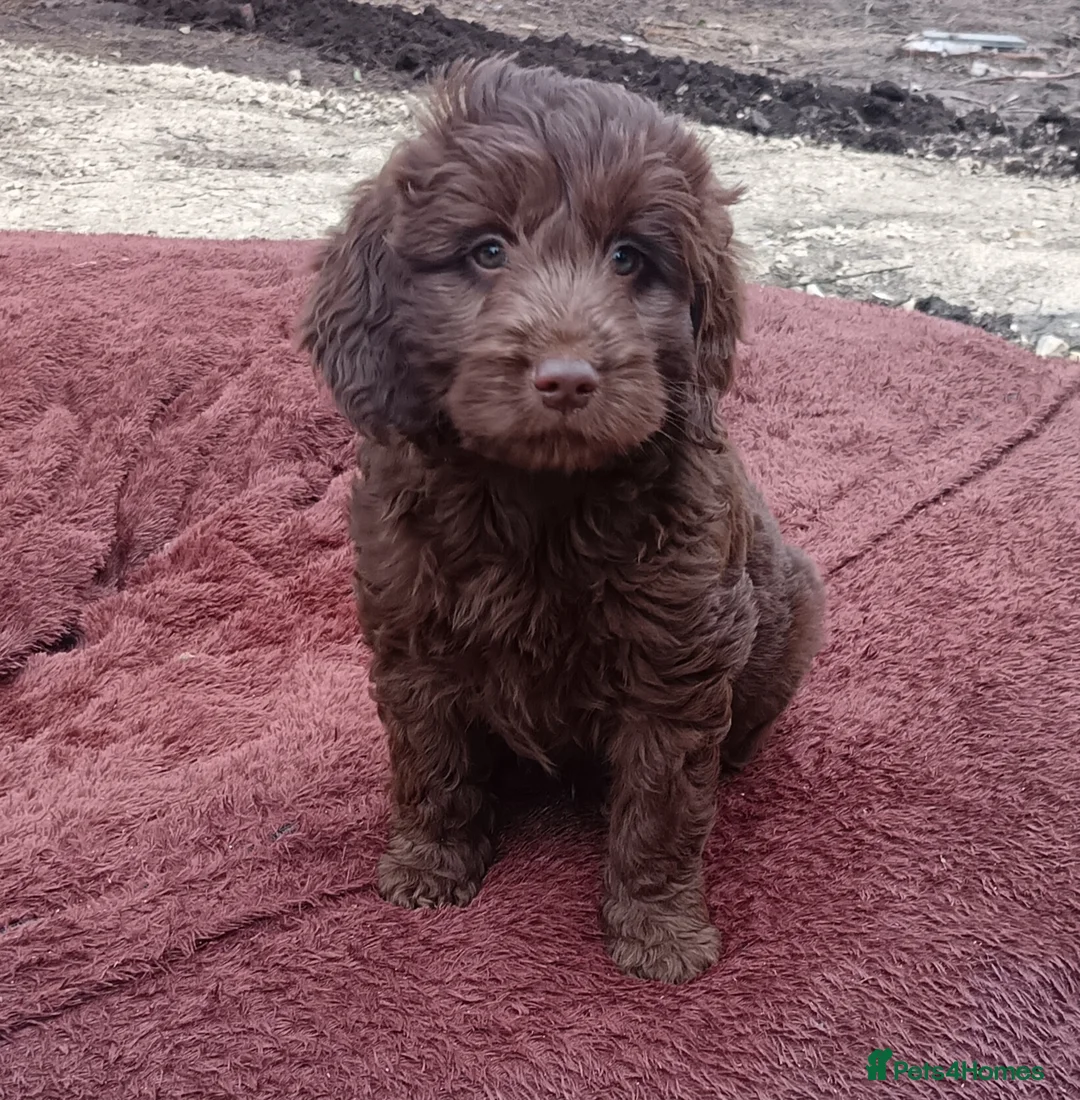 Double Doodle dogs for sale: 🌈Fully vaccinated and ready to meet the world 🌈 - Advert 9