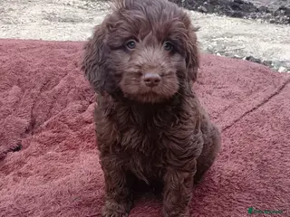 Double Doodle dogs 🌈Ethically Bred, Scientifically Raised 🌈🌈 - Advert 1