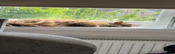 Ragdoll cats for sale: Mink ragdoll female  - Advert 5