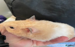 Hamster rodents for sale: Baby Syrian hamsters from show stock  - Image 34