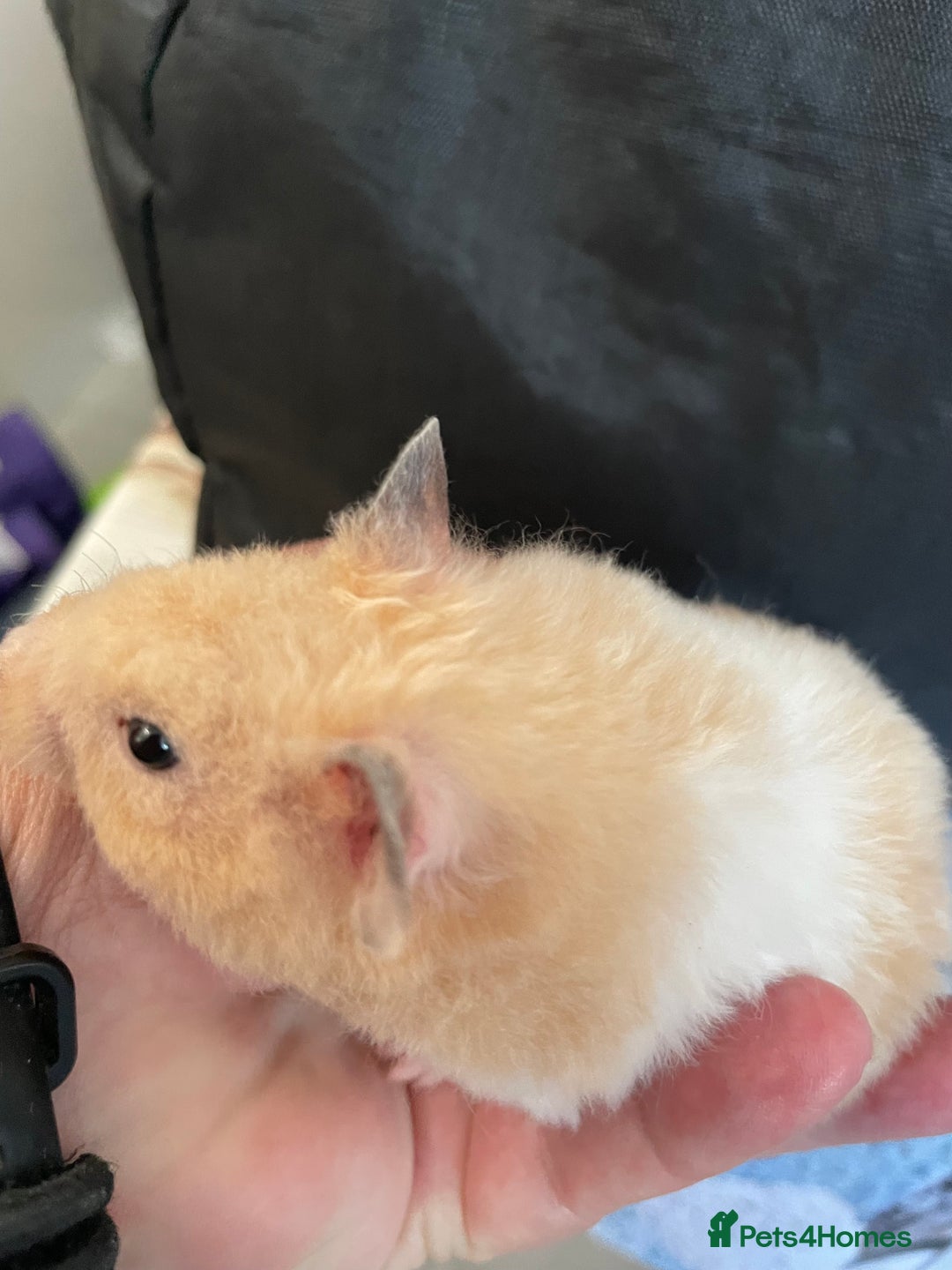 Hamster rodents for sale: Baby Syrian hamsters from show stock  - Image 34