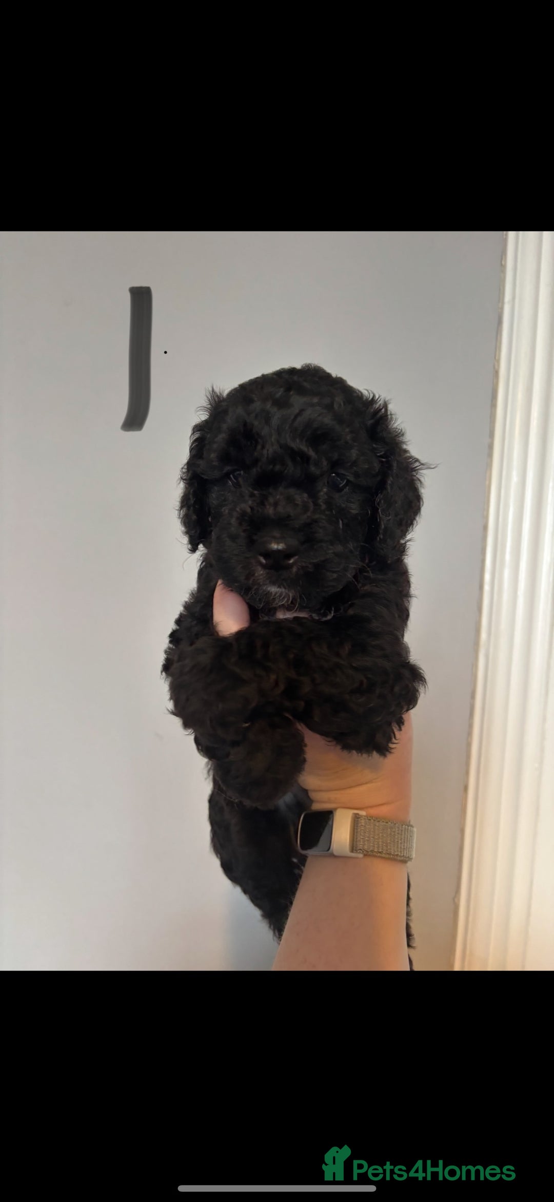 Cockapoo dogs for sale: 6 Cockapoo F1B *5 weeks old* - Image 2