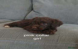 Cockapoo dogs for sale: 5 cockapoo puppies - Image 5