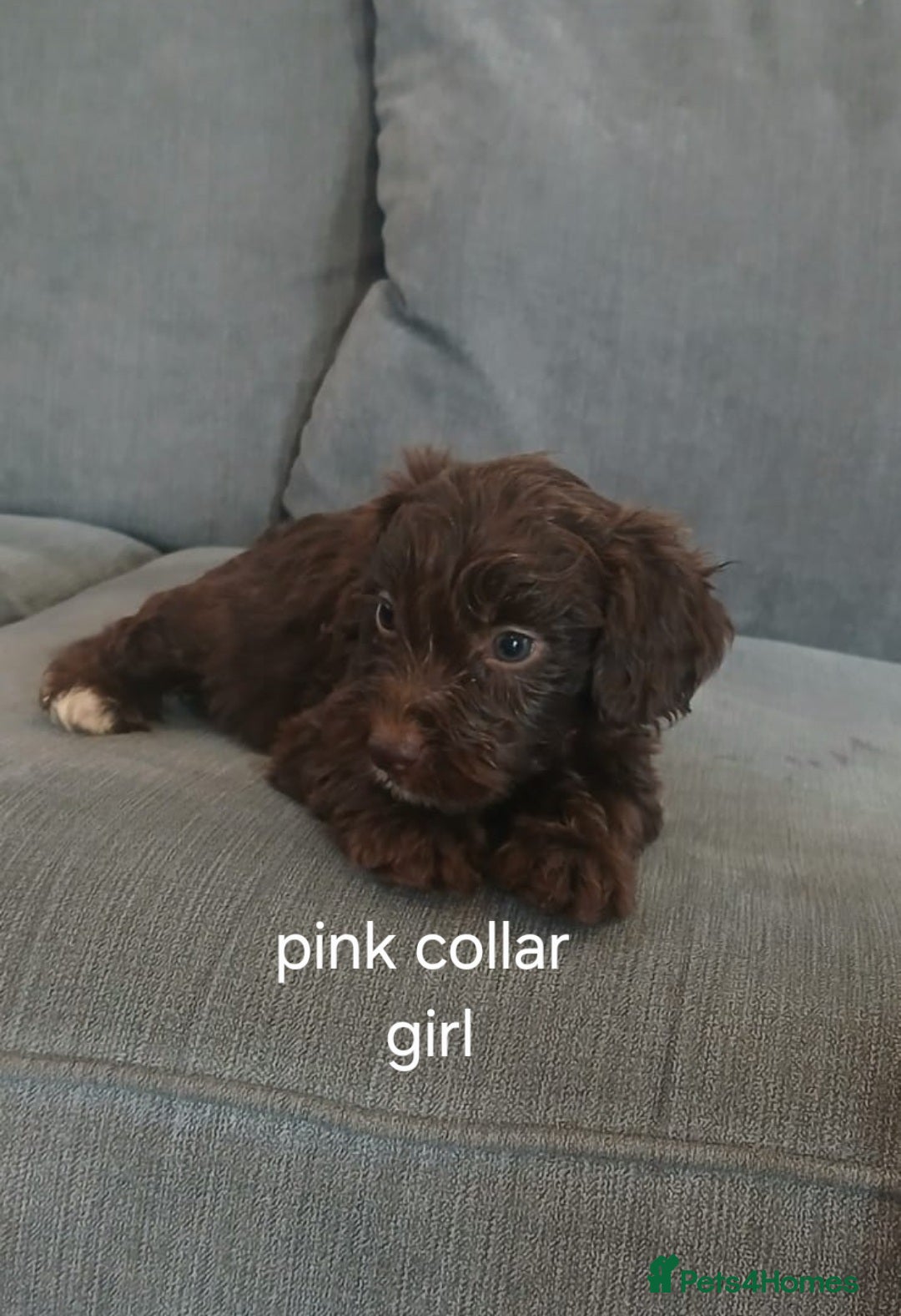 Cockapoo dogs for sale: 5 cockapoo puppies - Image 5