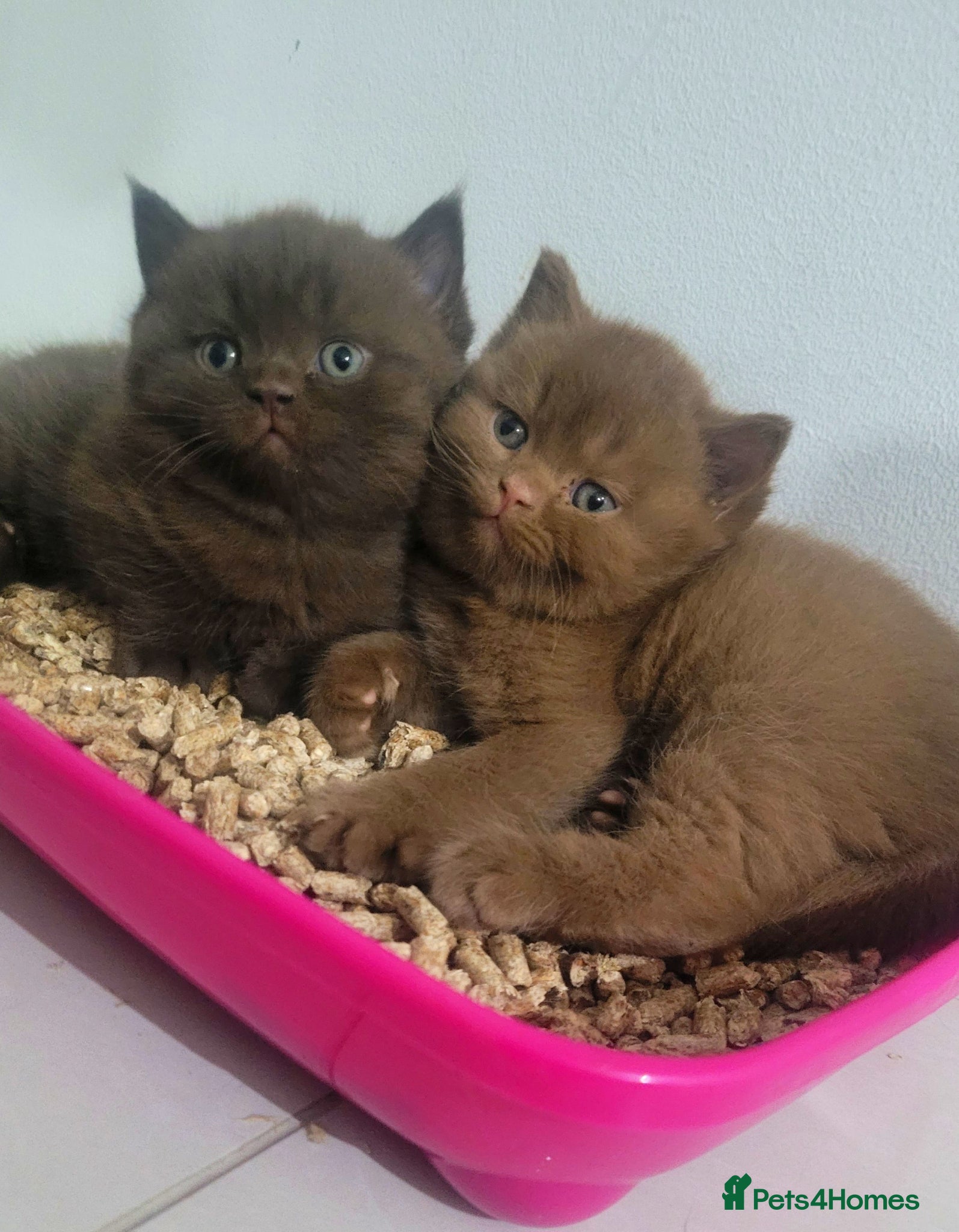 British Shorthair cats Show Quality British Shorthair kittens  - Advert 2