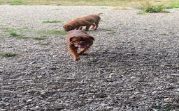 Dogue De Bordeaux dogs for stud: Stunning Dogue de Bordeaux‘s for stud  in Nottingham - Image 17