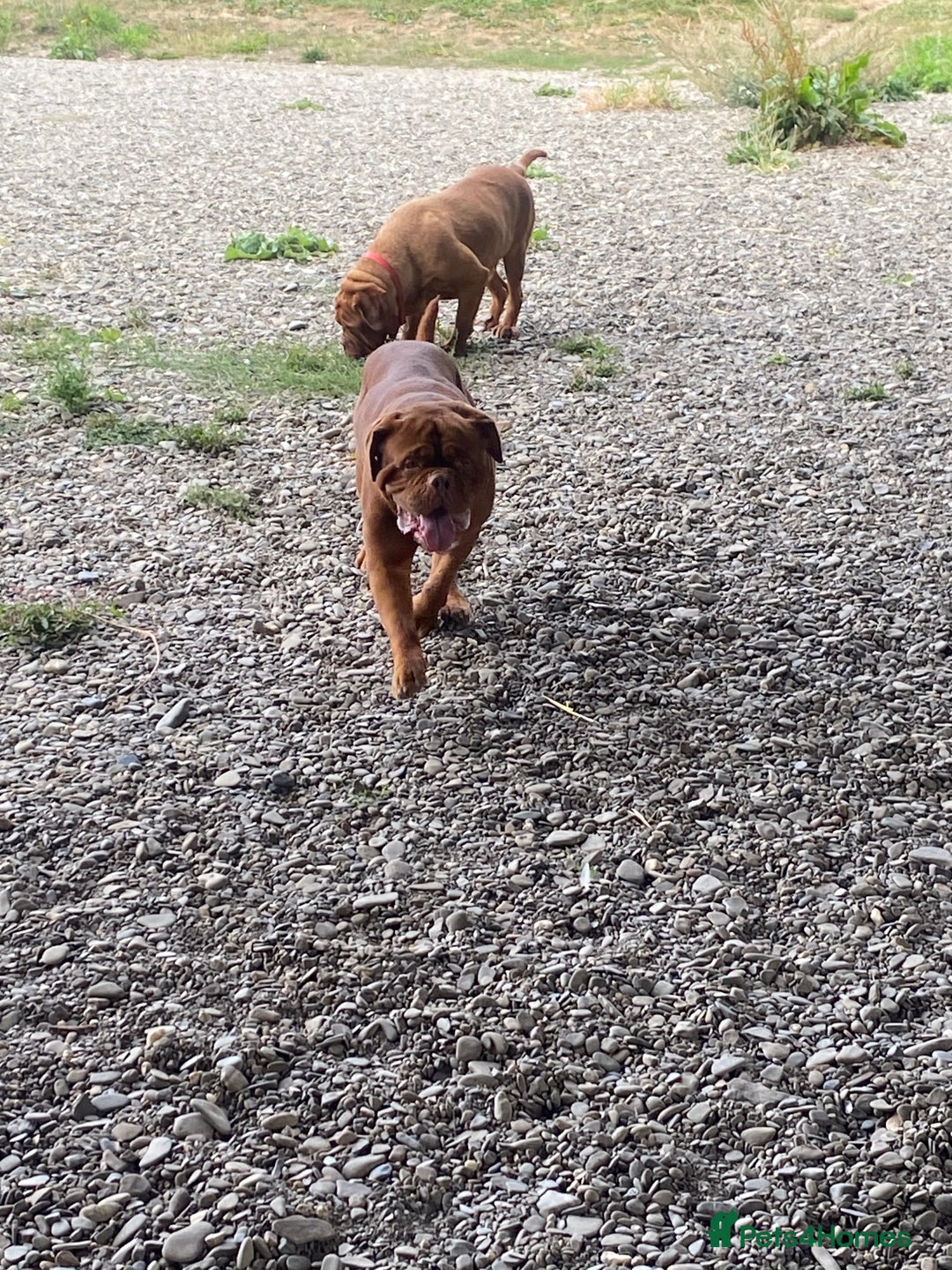 Dogue De Bordeaux dogs for stud: Stunning Dogue de Bordeaux‘s for stud  in Nottingham - Image 17