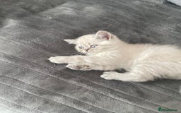 Persian cats for sale: Colourpoint blue/blue lynx  - Image 12