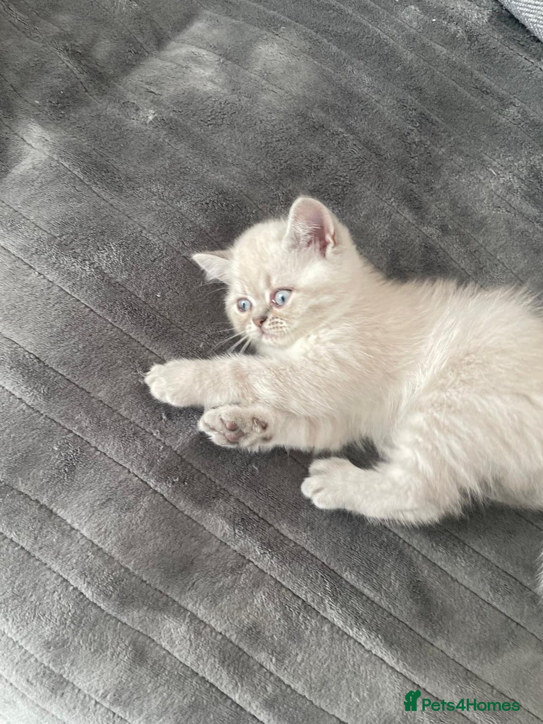 Persian cats for sale: Colourpoint blue/blue lynx  - Image 12