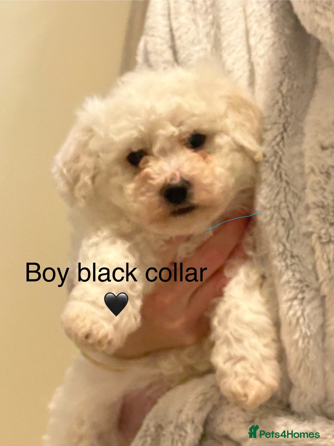 Bichon Frise dogs for sale: Beautiful Bichon frise puppies - Advert 11