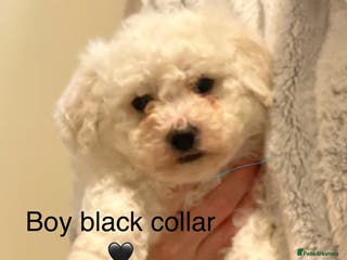 Bichon Frise dogs Bichon frise puppies last boy - Advert 5