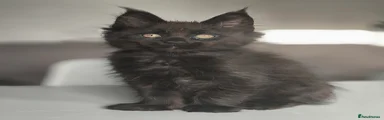 Maine Coon Kitten 1
