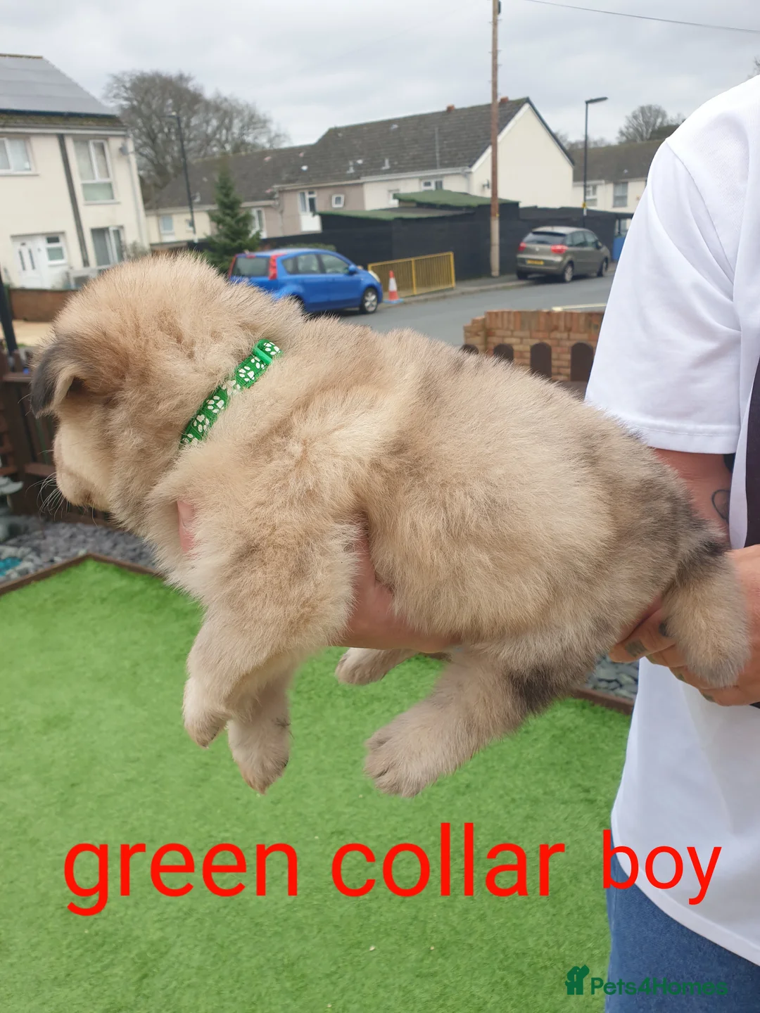 Mixed Breed dogs for sale: Hybrid chowchow/alaskan malamute  - Advert 5