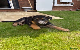 German Shepherd dogs for sale: Beautiful Black and Tan boy Bear  - Image 8