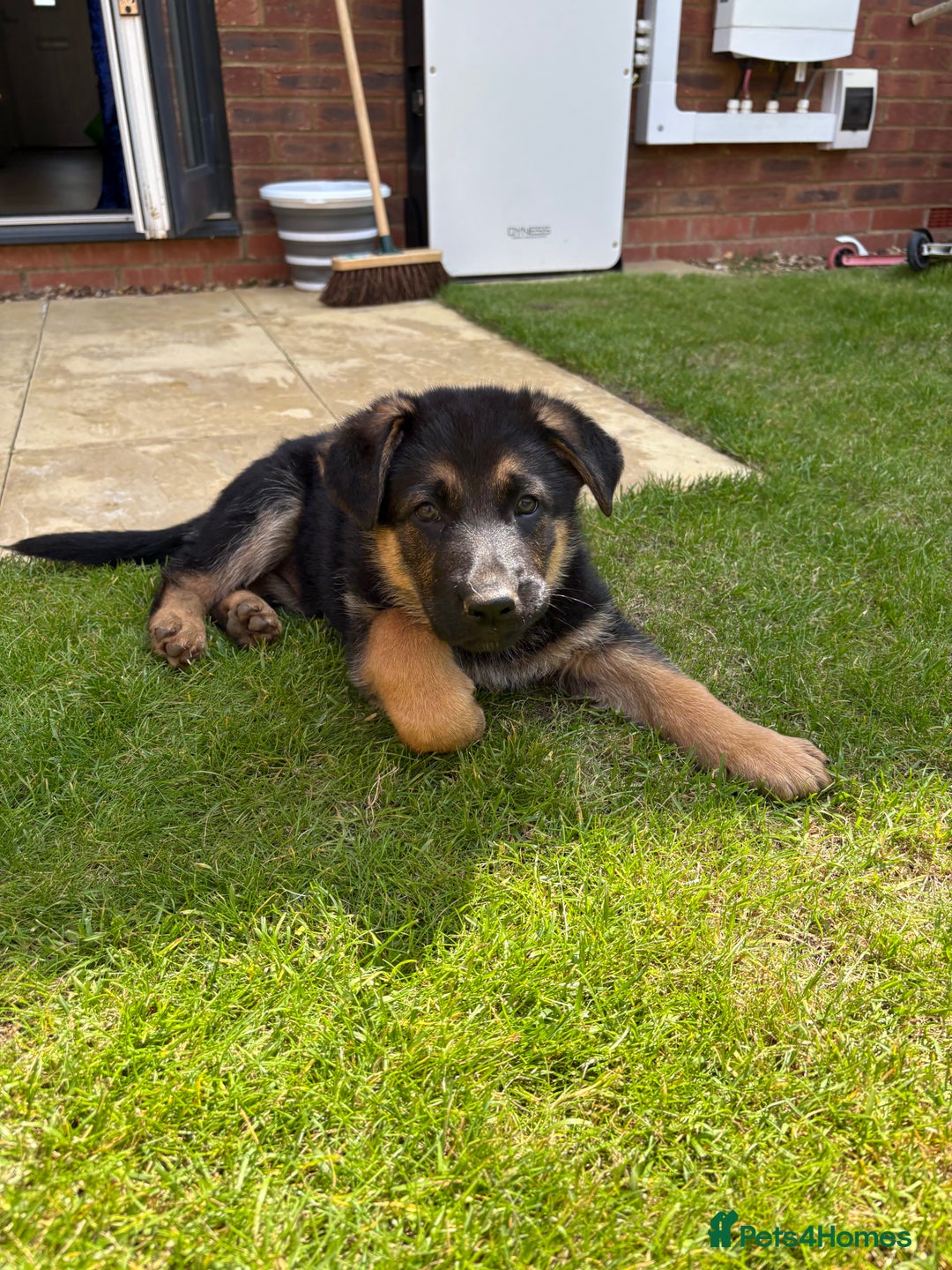 German Shepherd dogs for sale: Beautiful Black and Tan boy Bear  - Image 8