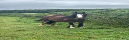 Irish Cob horses for sale: Companion pony looking for home in Caldicot - Advert 3