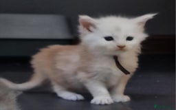Maine Coon cats for sale: Beautiful Fluffy Maine Coon Kittens - Image 14