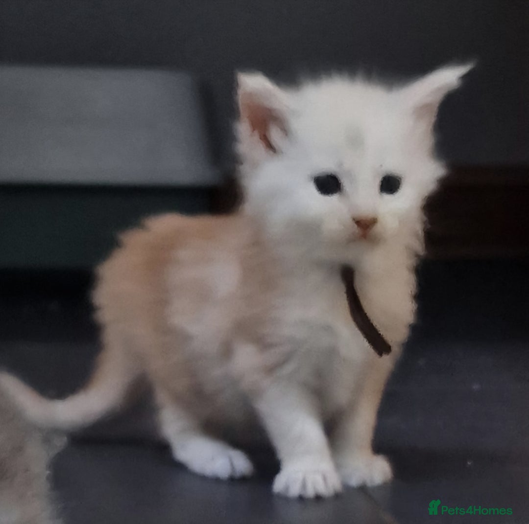 Maine Coon cats for sale: Beautiful Fluffy Maine Coon Kittens - Image 14