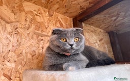 British Shorthair cats for sale: British Shorthair  - Image 19