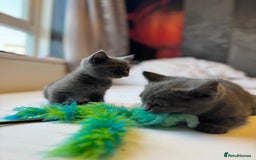 British Shorthair cats for sale: BSH kitten classic & chinchilla bloodline - Image 36