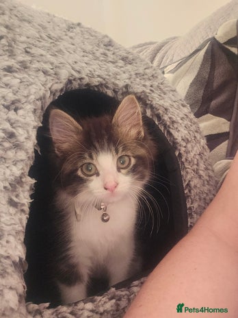 Maine Coon cats - Advert 7