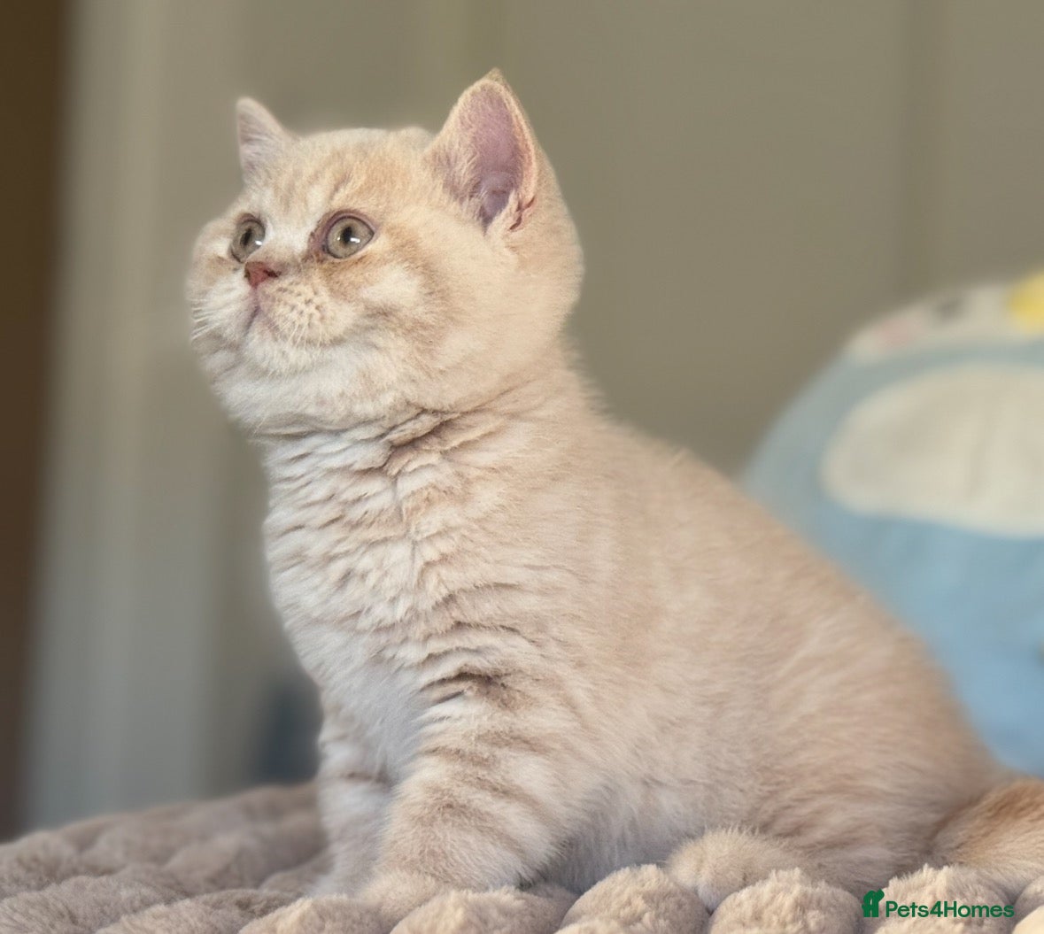 British Shorthair cats TICA CH Parents beautiful cream kitten male . - Advert 11