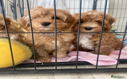 Maltipoo dogs for sale: Waiting list now open , health tested, Maltipoo’s - Image 4