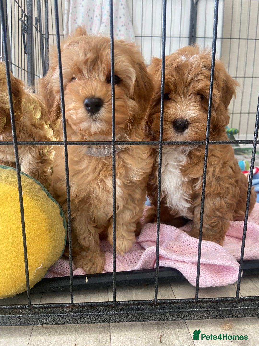 Maltipoo dogs for sale: Waiting list now open , health tested, Maltipoo’s - Image 4