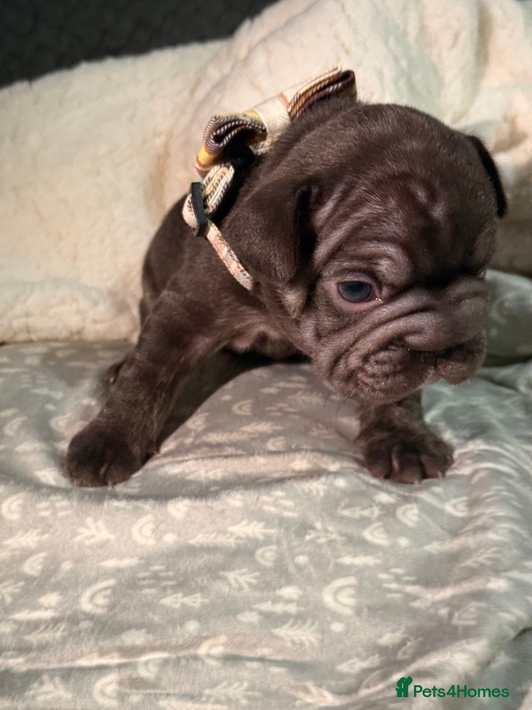 French Bulldog dogs for sale: French bulldog puppies for sale! - Advert 7