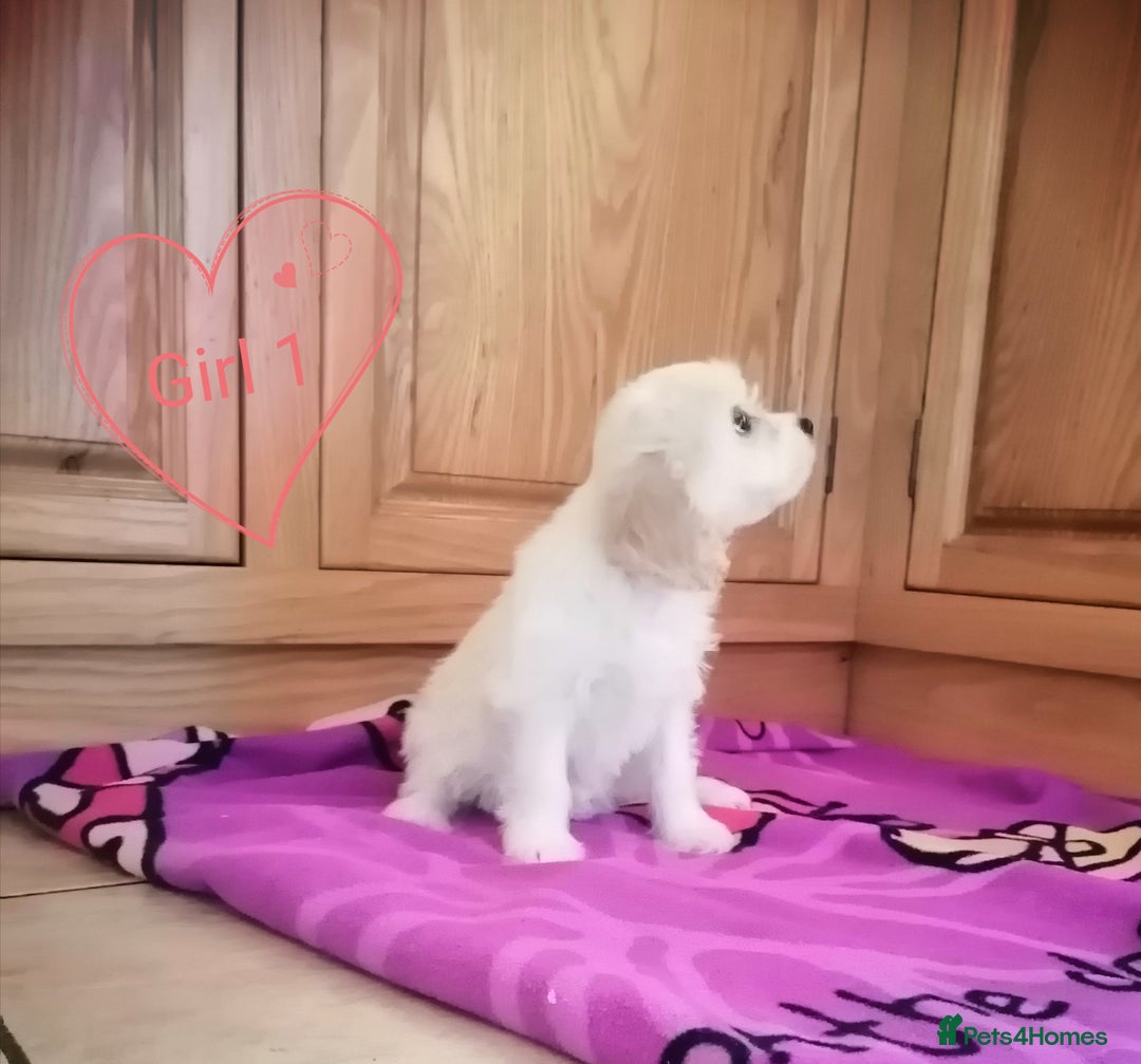 Cavachon dogs for sale: Cavachon Puppies - Image 3