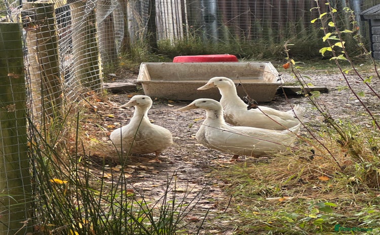 Ducks poultry - Advert 1