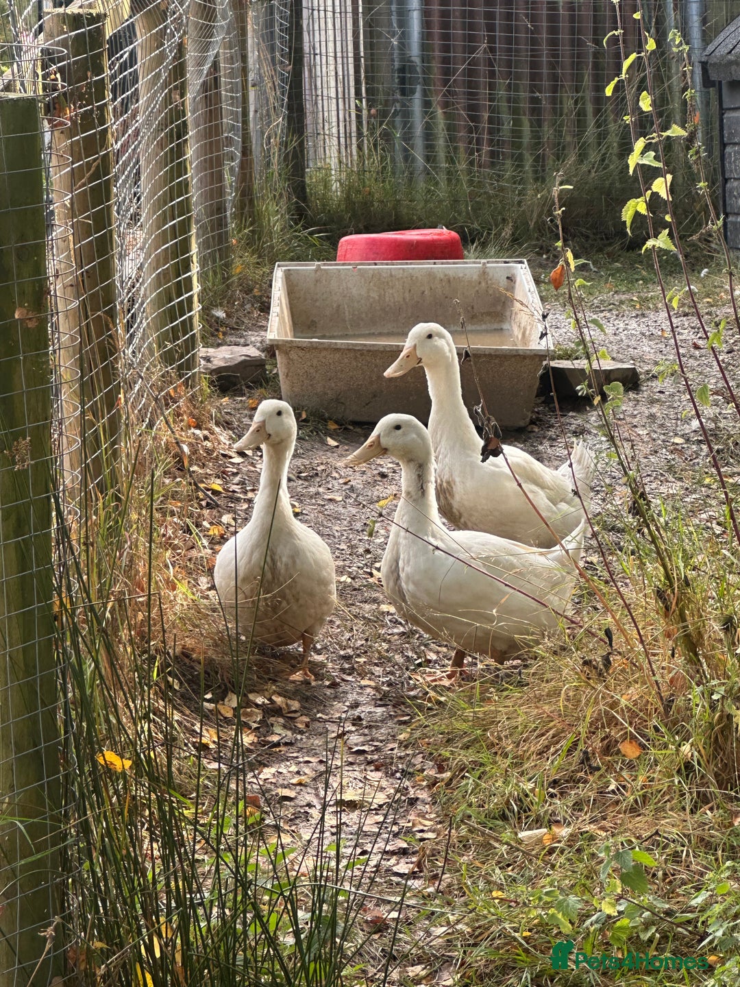 Ducks poultry for sale: 3 x Aylesbury ducks, take or layers, 7 months old - Image 1