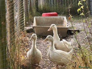 Ducks poultry - Advert 4