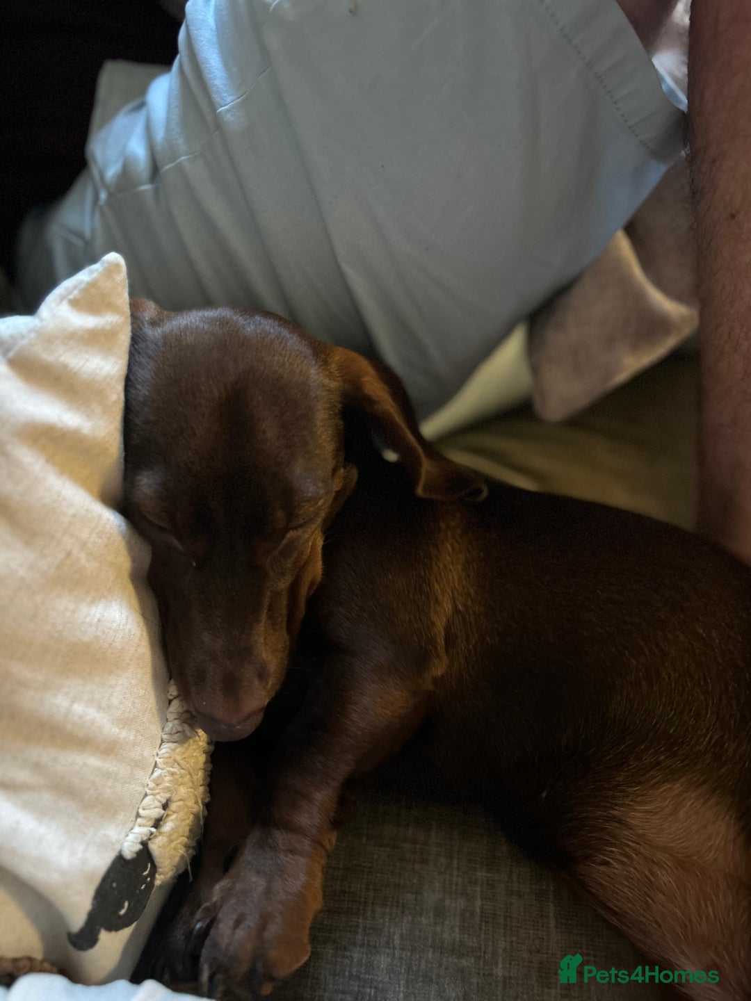 Miniature Dachshund dogs for sale: Miniature Dachshund  - Image 3