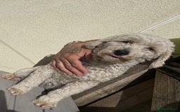 Cockapoo dogs for sale: Cockapoo F1B  - Image 6