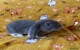 French Lop rabbits for sale: Brc rung Giant French lop rabbits for sale  - Image 24