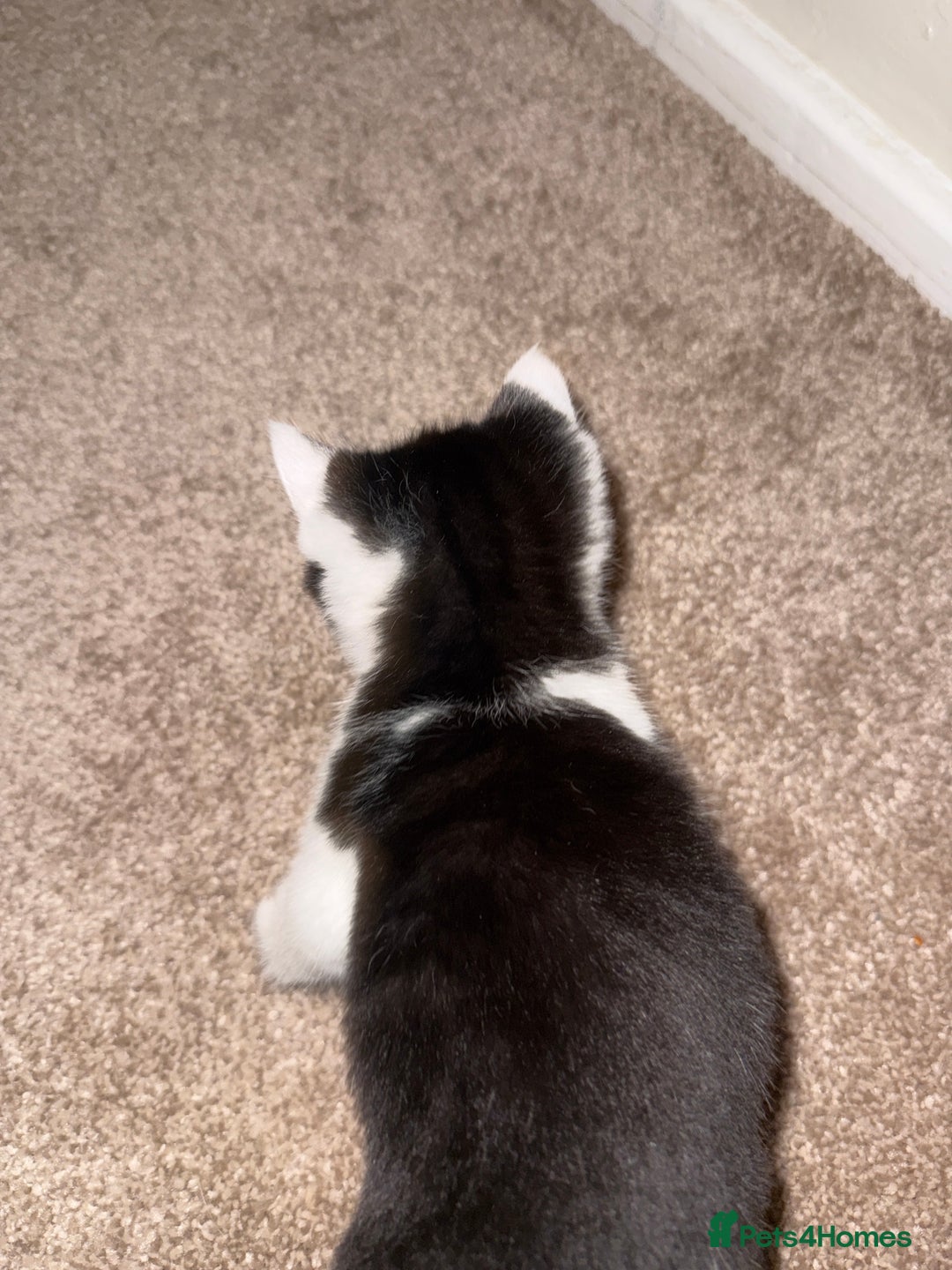 Domestic Shorthair cats for sale: Kittens for sale £50 - Advert 6