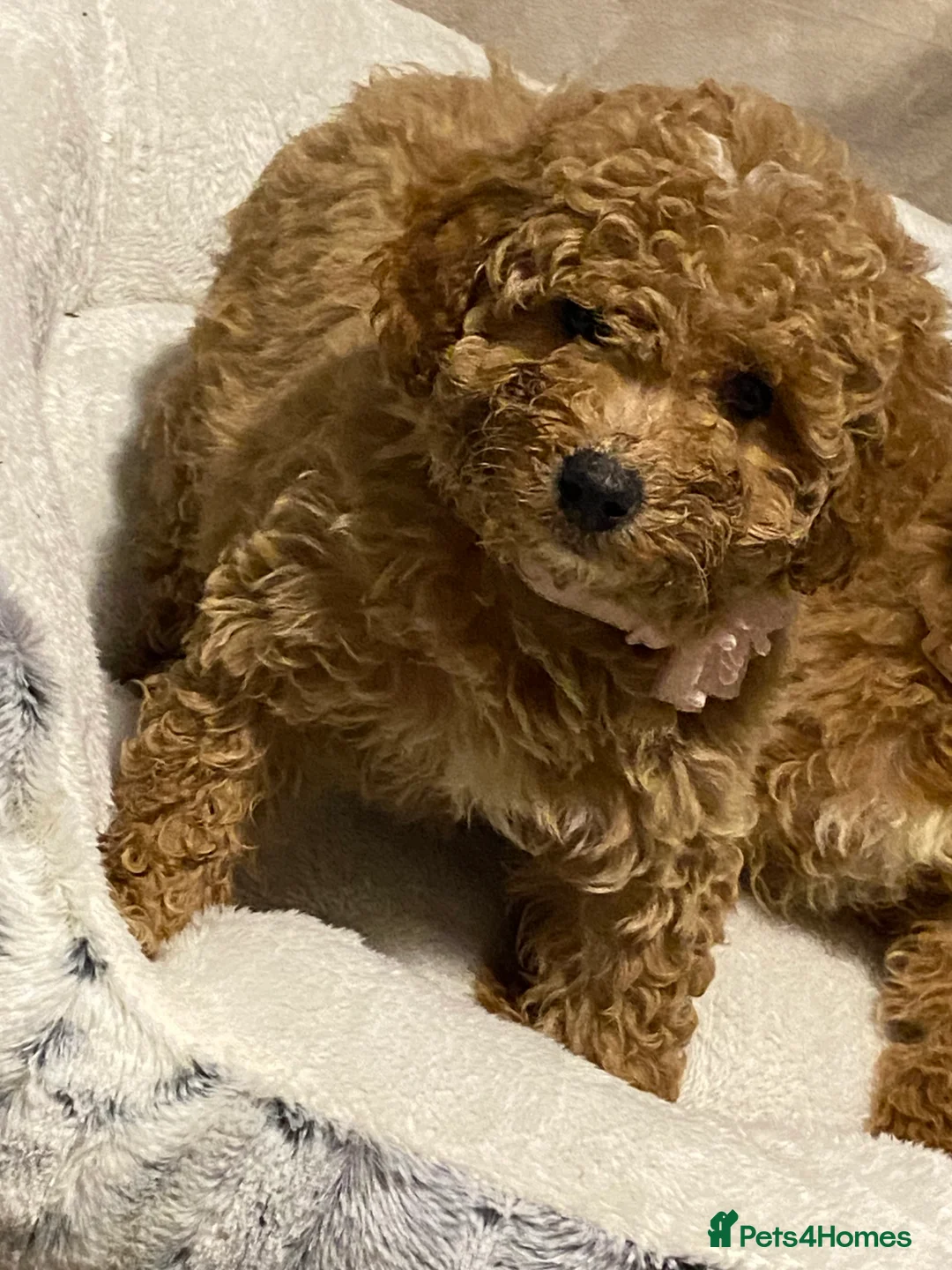 Poodle dogs for sale: Three lovely girls here for sale  - Advert 2