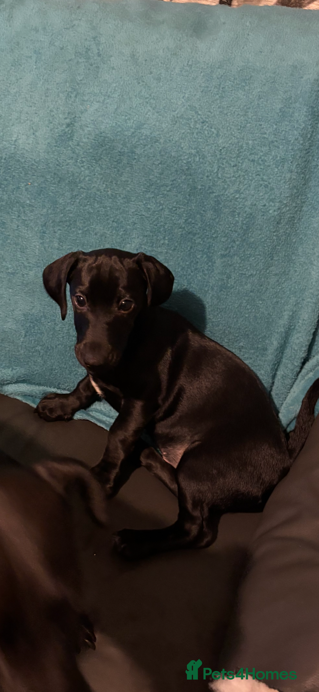 Mixed Breed dogs for sale: Beautiful boy  - Image 5