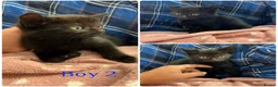 Mixed Breed cats for sale: Gorgeous kittens for sale - Advert 3