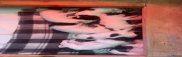 Sprocker dogs for sale: Beautiful F2 Sprocker Puppies  - Advert 19
