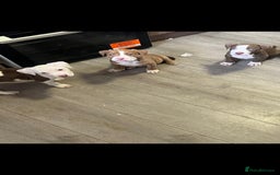 American Bully dogs for sale: American bully pups  - Image 1