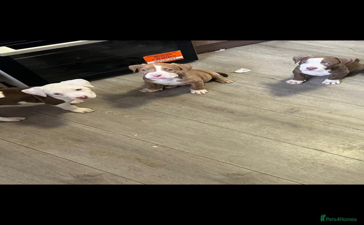 American Bully dogs - Advert 1