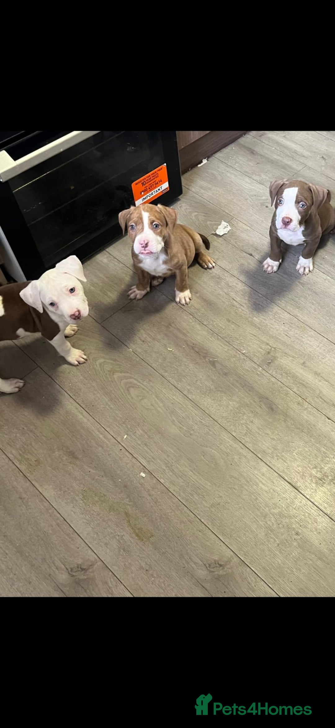 American Bully dogs for sale: American bully pups  - Image 1