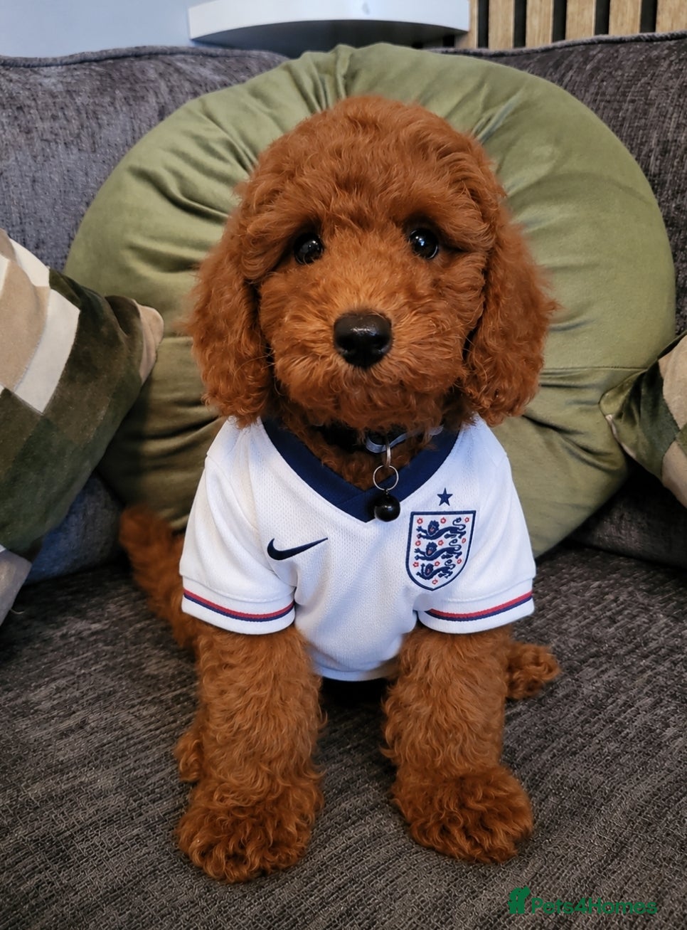 Miniature Poodle dogs KC Registered miniature poodle (Ready now) - Advert 2